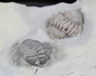 Flexicalymene Trilobite Pair From Ohio #26876-2